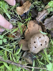 Myriostoma
