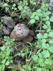 Myriostoma