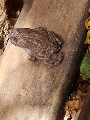 Rhinella granulosa