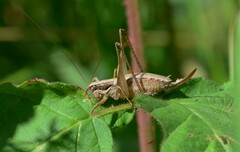 Yersinella beybienkoi