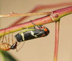 Eurymeloides pulchra