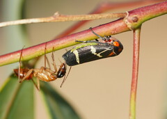 Eurymeloides pulchra