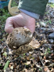 Myriostoma