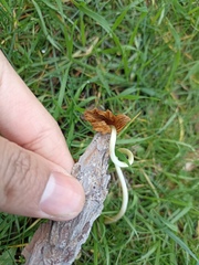 Conocybe deliquescens