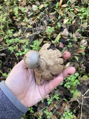 Myriostoma