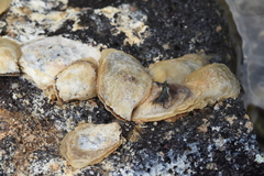 Isognomon perna