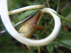 Conocybe deliquescens
