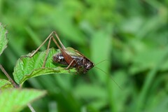 Zeuneriana abbreviata