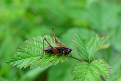Zeuneriana abbreviata
