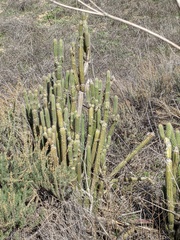 Trichocereus spachianus