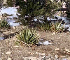 Agave utahensis kaibabensis