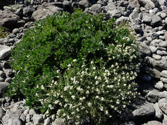 Crambe maritima