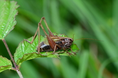 Zeuneriana abbreviata
