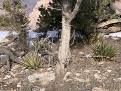 Agave utahensis kaibabensis