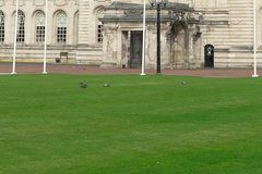 Columba livia domestica