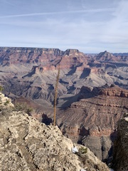 Agave utahensis kaibabensis