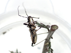 Gminatus australis