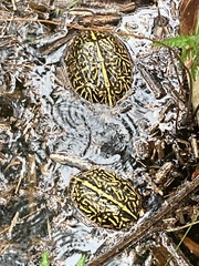 Terrapene carolina bauri