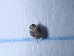 Psyllidae