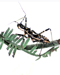 Gminatus australis