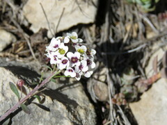 Lobularia