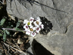 Lobularia