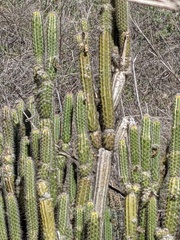 Trichocereus spachianus