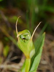 Pterostylis auriculata