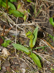 Pterostylis auriculata