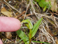 Pterostylis auriculata