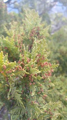 Austrocedrus chilensis