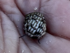 Nerita versicolor