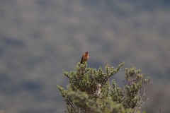 Aglaeactis cupripennis