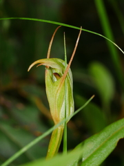 Pterostylis auriculata