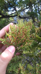 Austrocedrus chilensis
