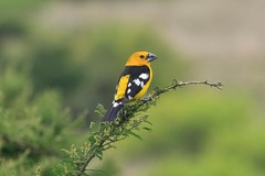 Pheucticus chrysogaster