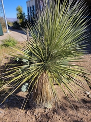 Yucca elata