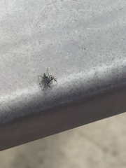 Araneae
