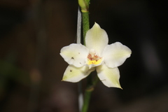 Oncidium alexandrae