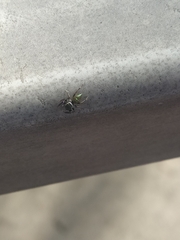 Araneae