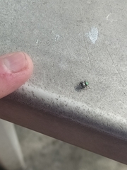 Araneae