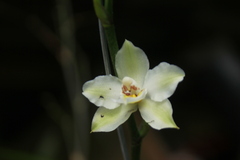 Oncidium alexandrae