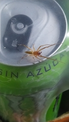 Araneae