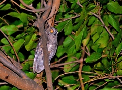 Otus scops