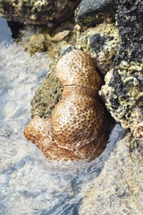 Palythoa