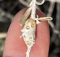 Asphondylia atriplicis