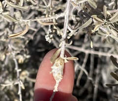 Asphondylia atriplicis