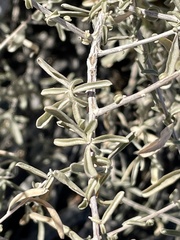 Asphondylia atriplicis