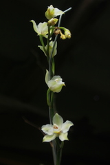 Oncidium alexandrae