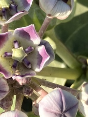 Calotropis procera